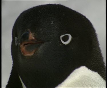 Adelie penguin portrait