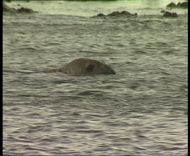 Leopard seal Swimming