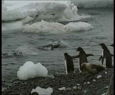 Some penguins entering the sea, others leaving