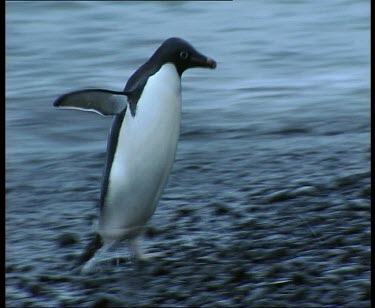 Adelie penguin waddling up stony beach