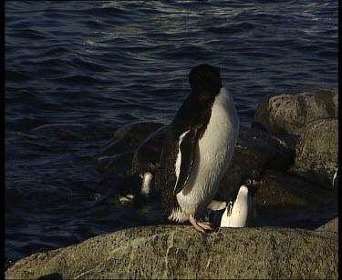 Penguins hopping out of sea over rocks.