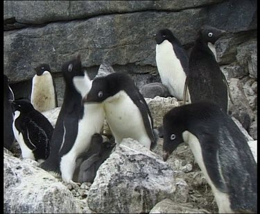 Penguins courtship dance. Adult bends down to feed chick.