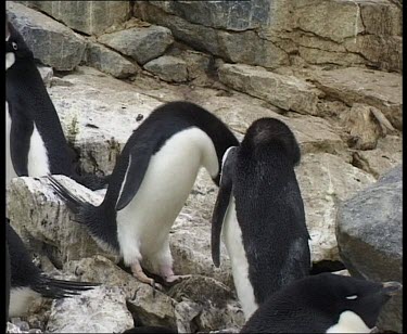 Penguins courtship dance. Adult bends down to feed chick.