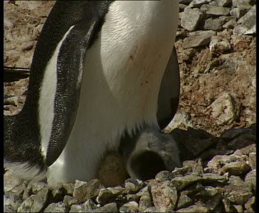 Adelie penguin protectively sitting on small chick