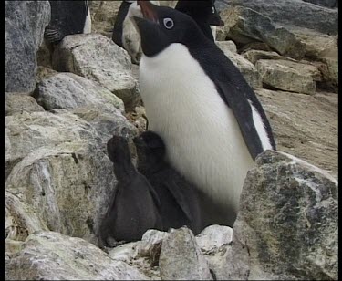 Penguin feeding chicks regurgitated food.