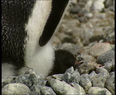 Adelie penguin protectively sitting on small chick