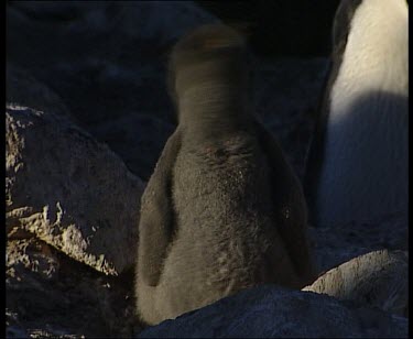 Adelie penguin chick