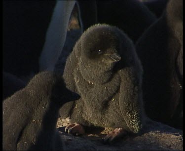 Adelie penguin twin chicks