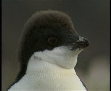 Adelie penguin, slightly older chick
