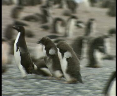 Chicks chasing adult for food