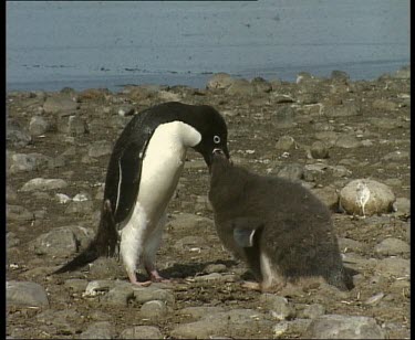 Adult feeding chick regurgitated food