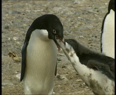 Adult feeding chick regurgitated food