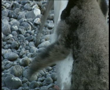 Adult feeding chick regurgitated food