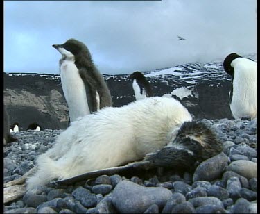 Dead penguin with live penguins standing in background.