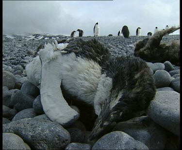 Dead penguin with live penguins standing in background.