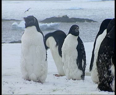 Moulting Adelie penguins standing on ice