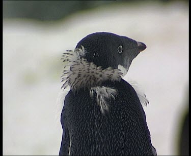 Moulting Adelie penguins