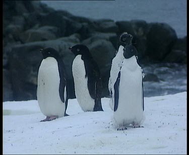 Moulting Adelie penguins standing on ice