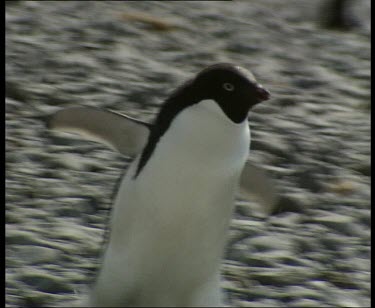 Adelie penguin waddle