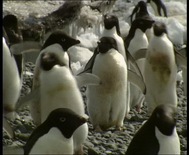 Adelie penguins waddle and walk in a line
