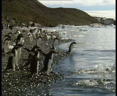 Adelie penguins dive into the sea