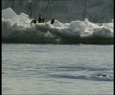 Penguins swimming playfully