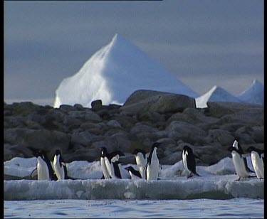 Penguins waddle and walk