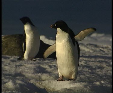 Adelie Penguin with wings outstretched