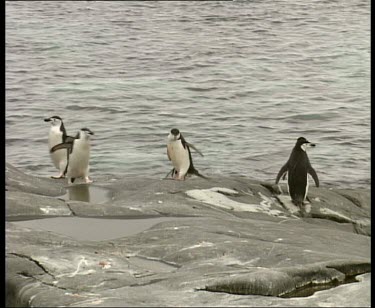 Chinstrap penguins hop out of sea
