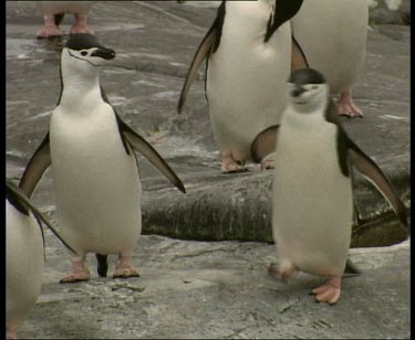 Chinstrap penguins waddle and hop
