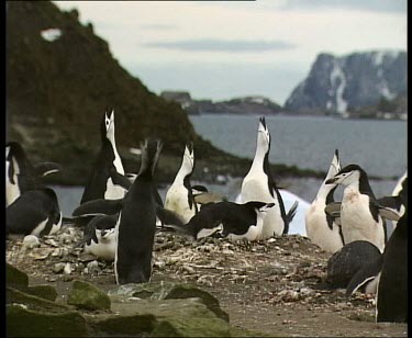 penguins calling, courtship