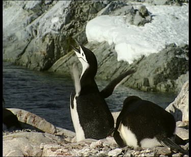 Penguin calling, courtship