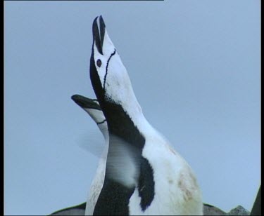 Penguin calling and flapping wings, courtship