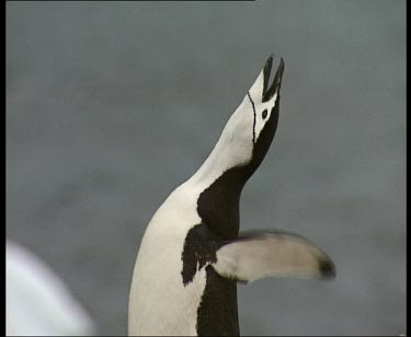 Penguin calling and flapping wings, courtship