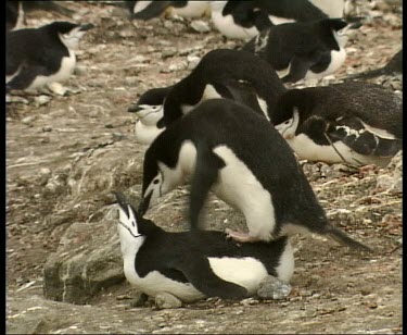 Penguin mating