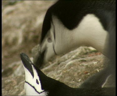 Penguin mating