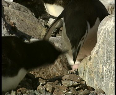 Penguins nesting. Two penguins interacting over stones.