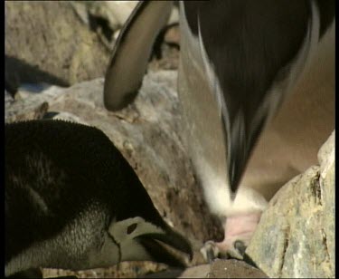 Penguins nesting. Two penguins interacting over stones.