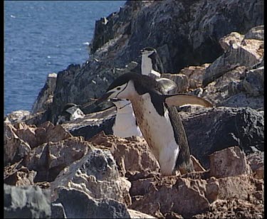 Penguin carrying stick for nesting