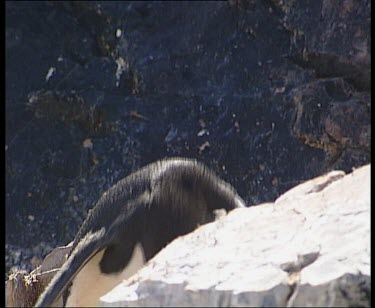 Penguin hopping over boulders, carrying stone for nesting. Drops stone at nesting site.