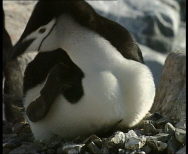 Penguin sitting on fluffy grey chick on very stony nest