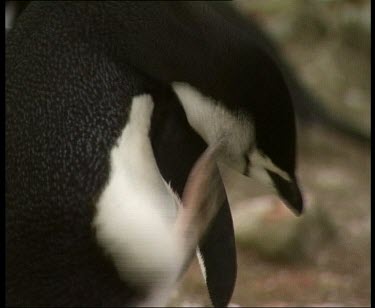 Penguin scratching