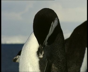 Penguin preening