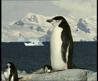 Full length chinstrap penguin portrait with snow covered mountains in background