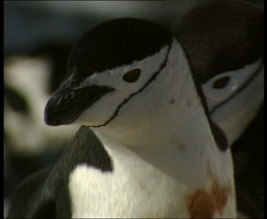wounded penguin with blood on chest