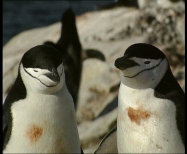 Two wounded penguins with blood on chest, hops out of frame.