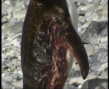 Bleeding penguin