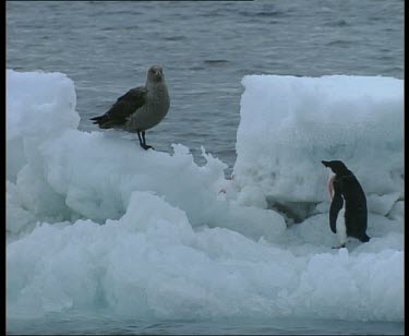 Skua checks out wounded penguin on an ice floe.