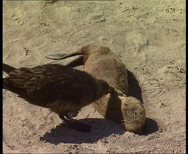 Skua feeding on dead young seal
