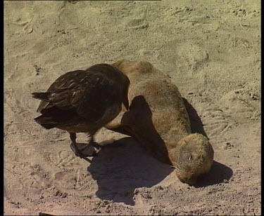 Skua trying to pierce hide of dead young seal